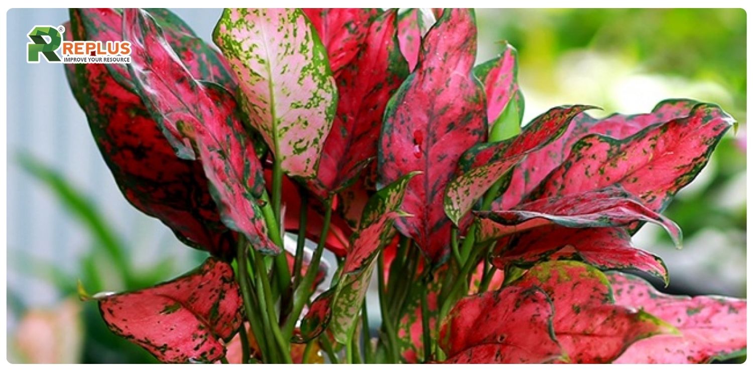 Cây vạn lộc hợp mệnh gì? Bí quyết chọn cây chuẩn nhất 2 cây vạn lộc hợp mệnh gì