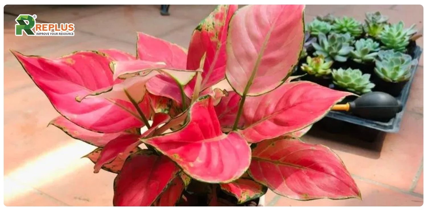 Cây vạn lộc hợp mệnh gì? Bí quyết chọn cây chuẩn nhất 3 cây vạn lộc hợp mệnh gì