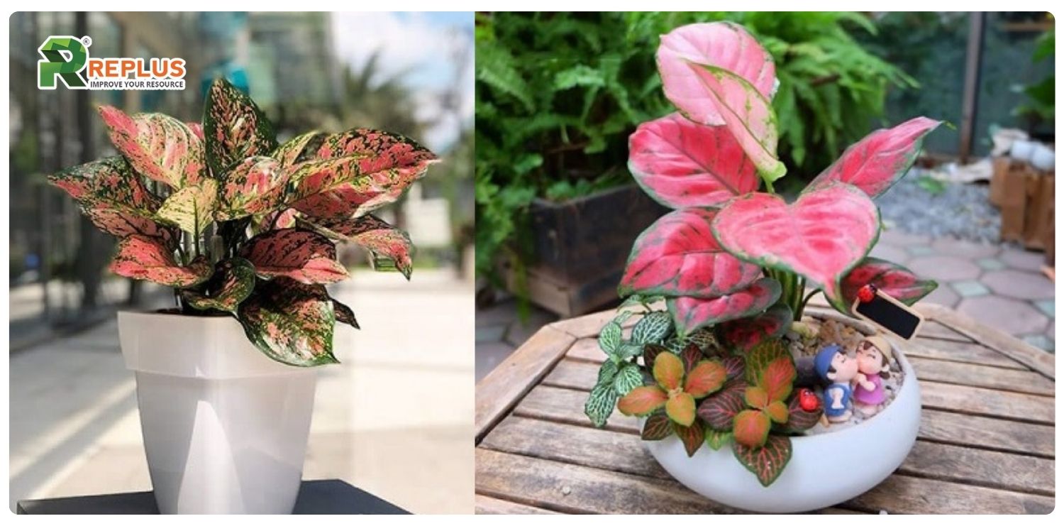 Cây vạn lộc hợp mệnh gì? Bí quyết chọn cây chuẩn nhất 4 cây vạn lộc hợp mệnh gì