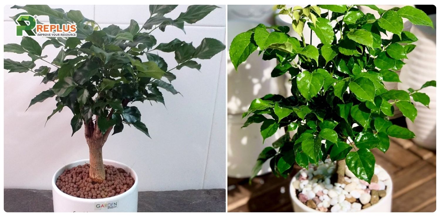 Cây hạnh phúc hợp mệnh gì? Nên trồng thế nào? 1 cây hạnh phúc hợp mệnh gì