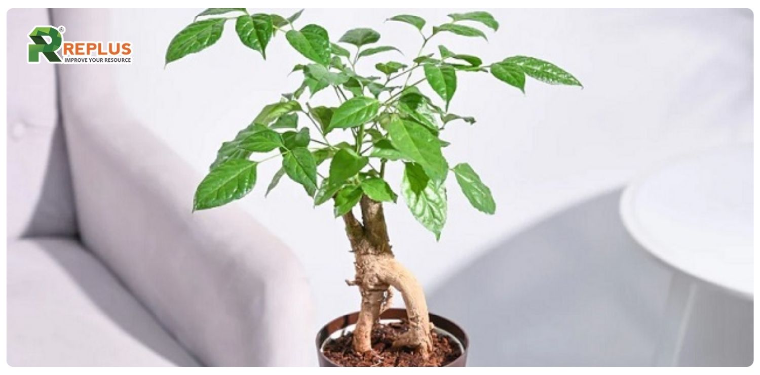 Cây hạnh phúc hợp mệnh gì? Nên trồng thế nào? 2 cây hạnh phúc hợp mệnh gì