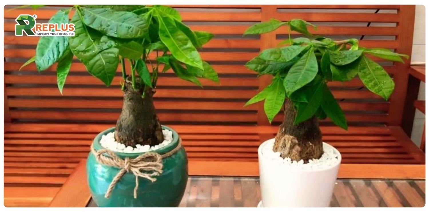 Cây hạnh phúc hợp mệnh gì? Nên trồng thế nào? 3 cây hạnh phúc hợp mệnh gì