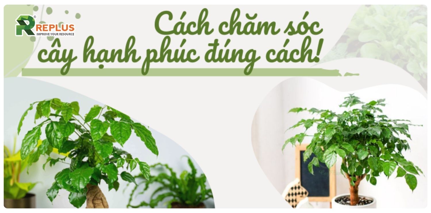 Cây hạnh phúc hợp mệnh gì? Nên trồng thế nào? 4 cây hạnh phúc hợp mệnh gì