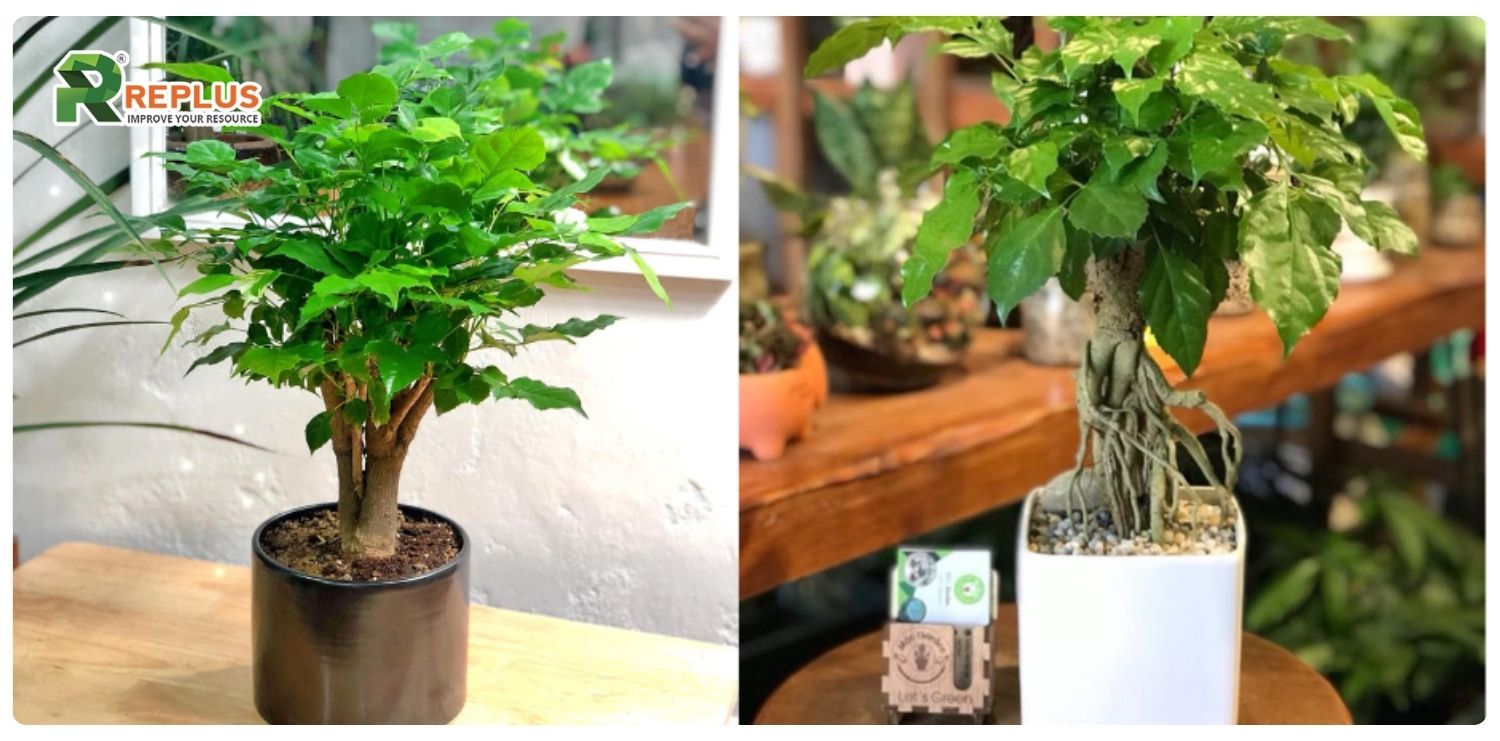 Cây hạnh phúc hợp mệnh gì? Nên trồng thế nào? 5 cây hạnh phúc hợp mệnh gì