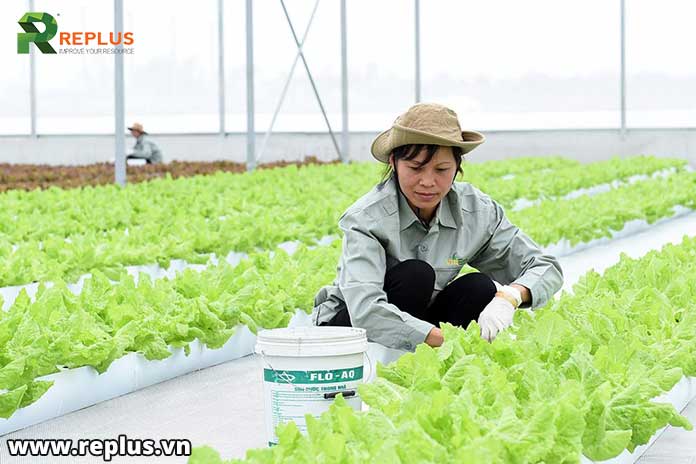 Liên-kết-trong-sản-xuất-nông-nghiệp-được-hỗ-trợ-đến-10-t