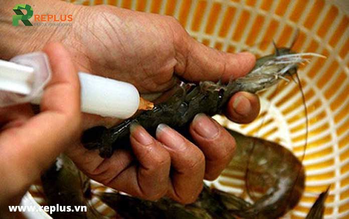 tôm-bơm-tạp-chất-phải-lập-biên-bản-tại-chỗ