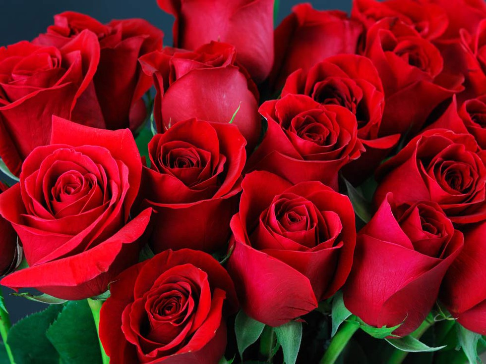 Bán hoa hồng - ý tưởng kinh doanh ngày Valentine không lỗi thời