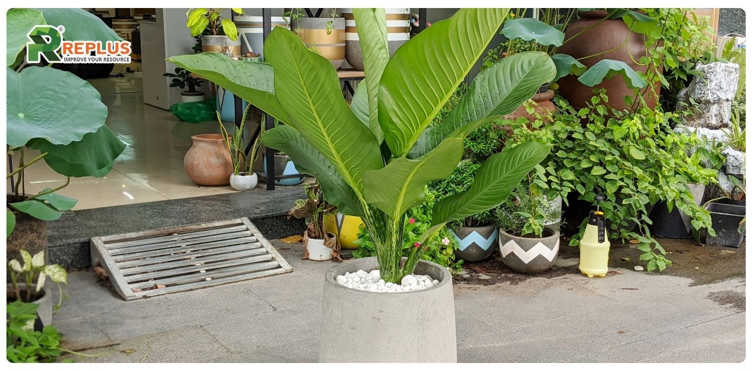 cây đại phú gia hợp mệnh gì