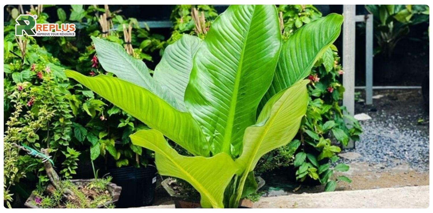 cây đại phú gia hợp mệnh gì