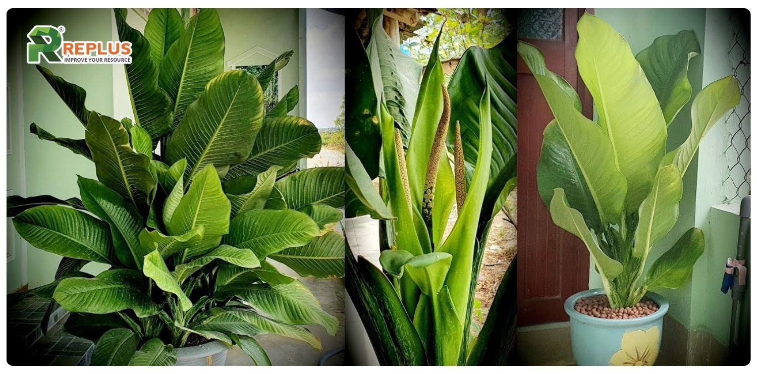 cây đại phú gia hợp mệnh gì