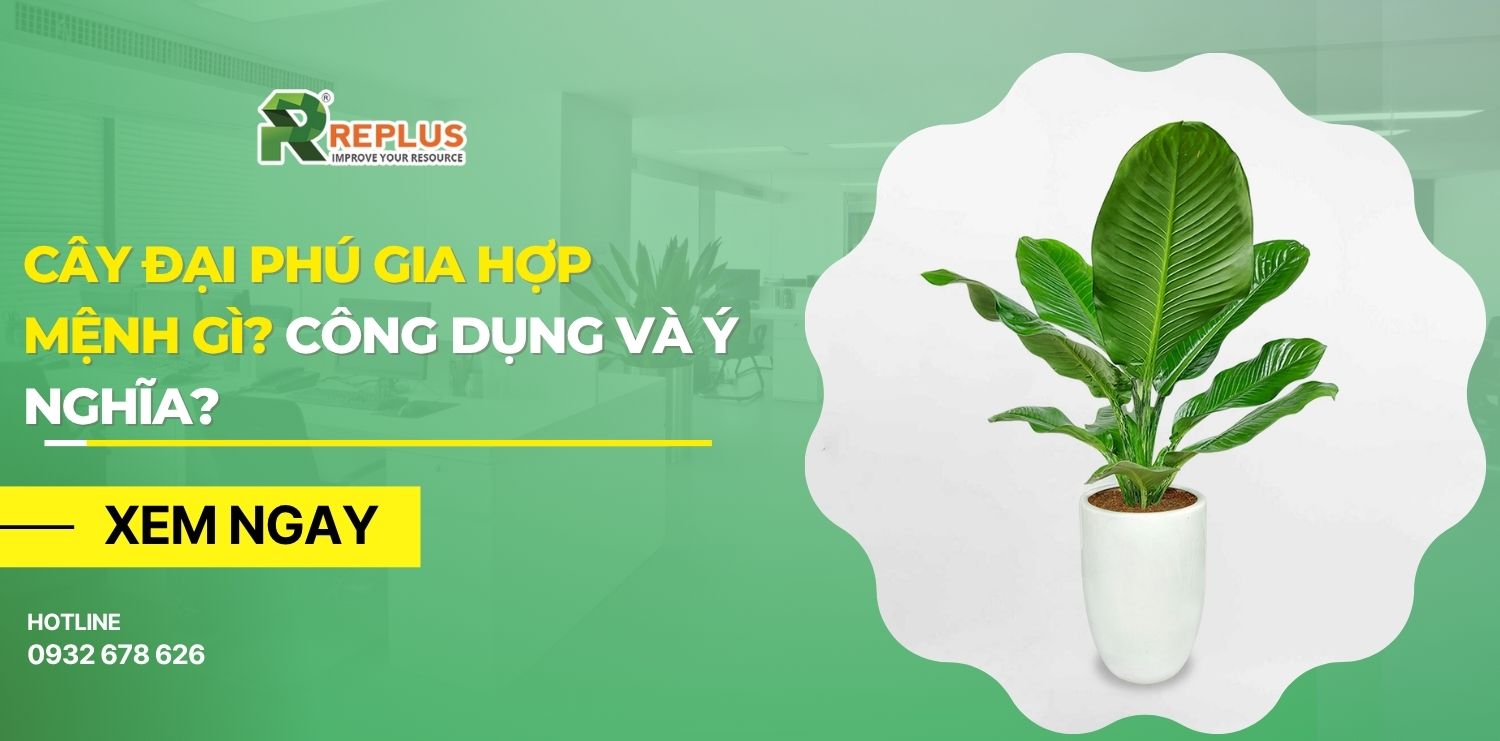 cây đại phú gia hợp mệnh gì