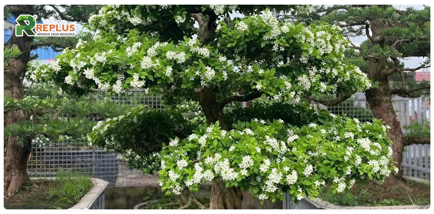 Giới thiệu về cây nguyệt quế