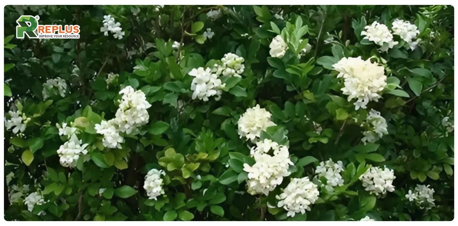 Giới thiệu về cây nguyệt quế