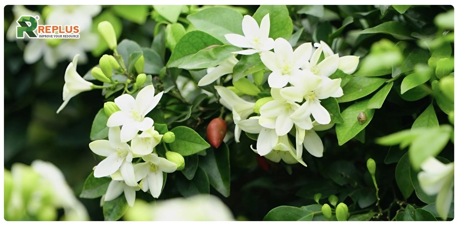 cây nguyệt quế hợp mệnh gì