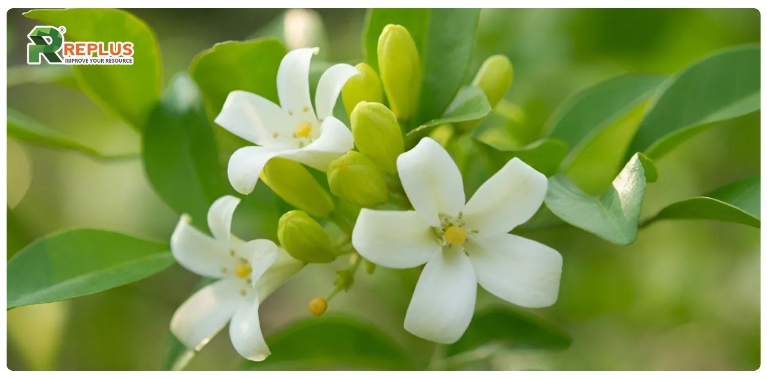 Giới thiệu về cây nguyệt quế