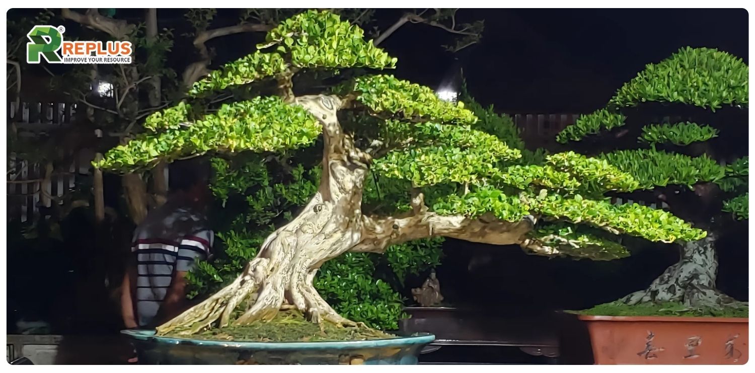 Giới thiệu về cây nguyệt quế
