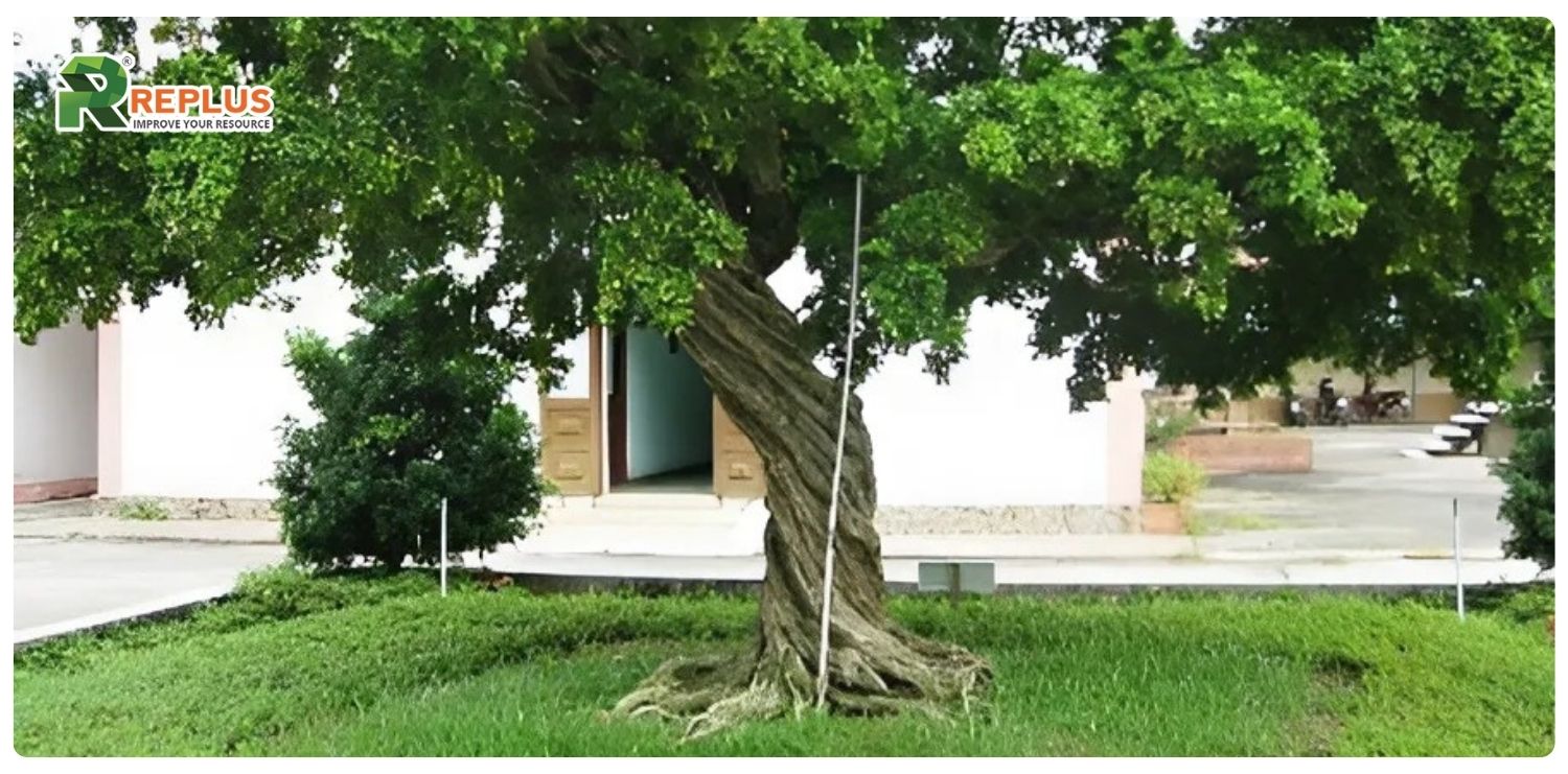 Giới thiệu về cây nguyệt quế