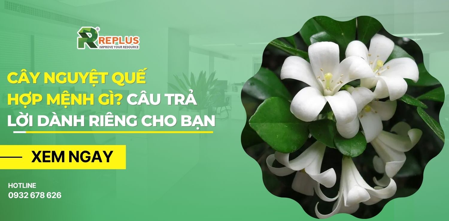 Cây nguyệt quế hợp mệnh gì