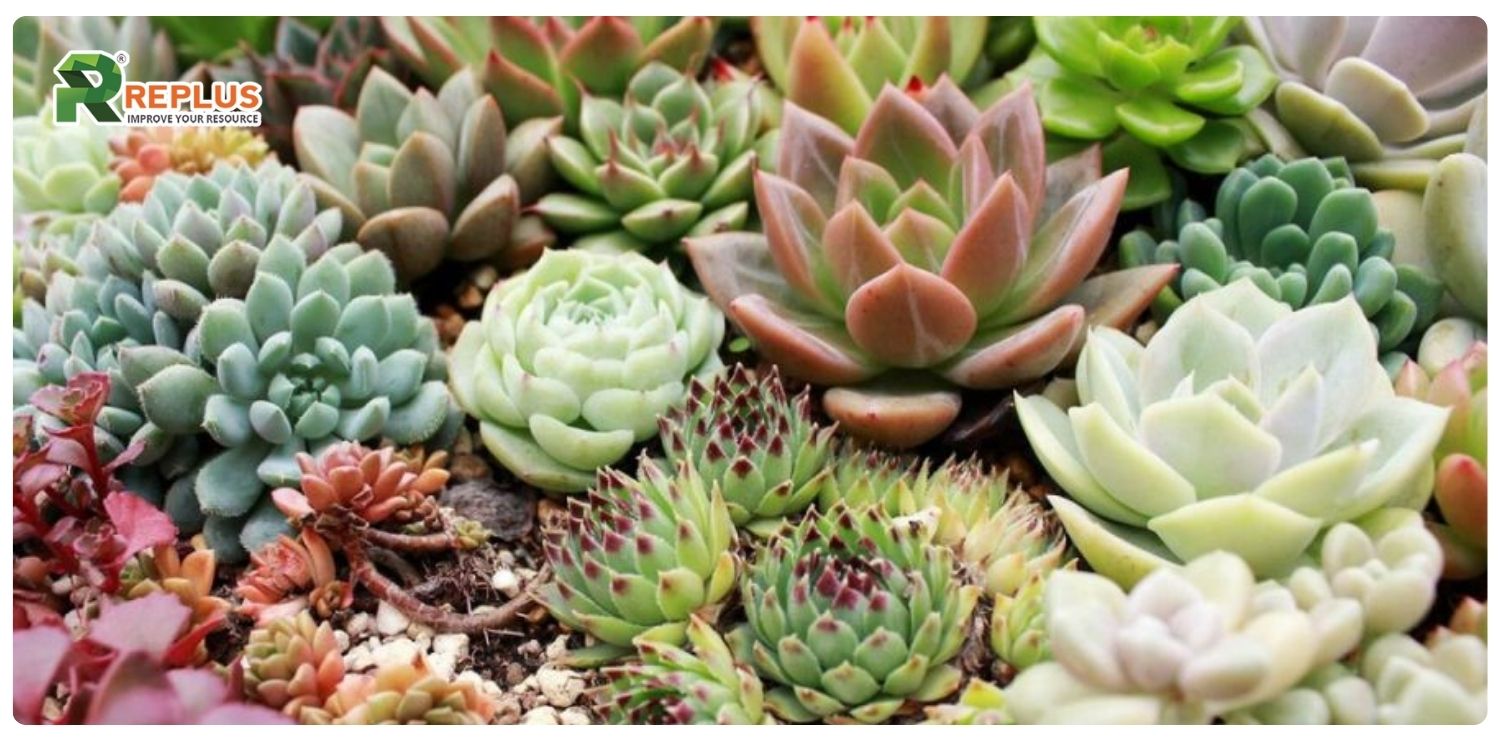 Cây sen đá hợp mệnh gì