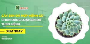 Cây sen đá hợp mệnh gì