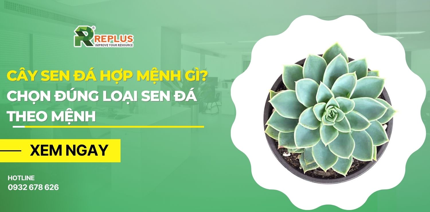 Cây sen đá hợp mệnh gì