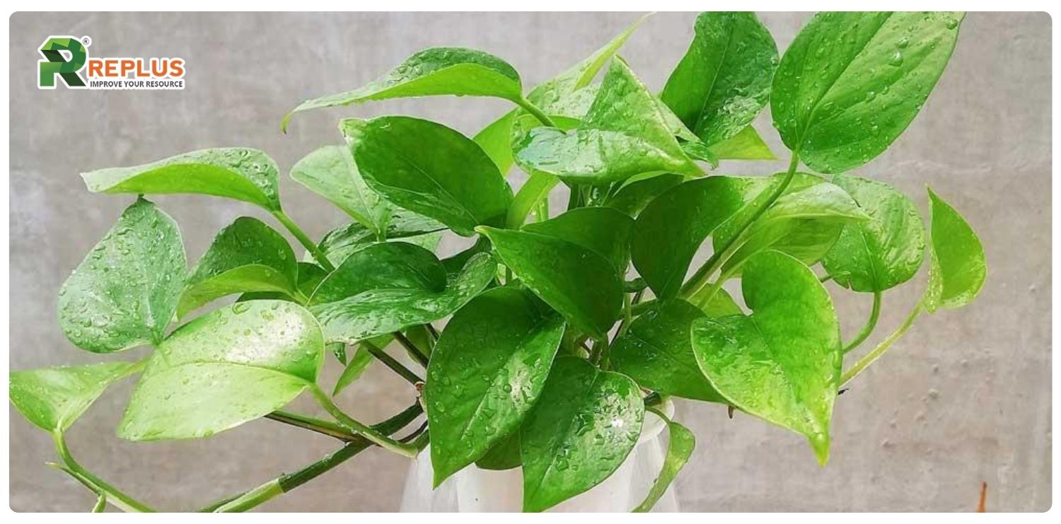cây trầu bà hợp mệnh gì