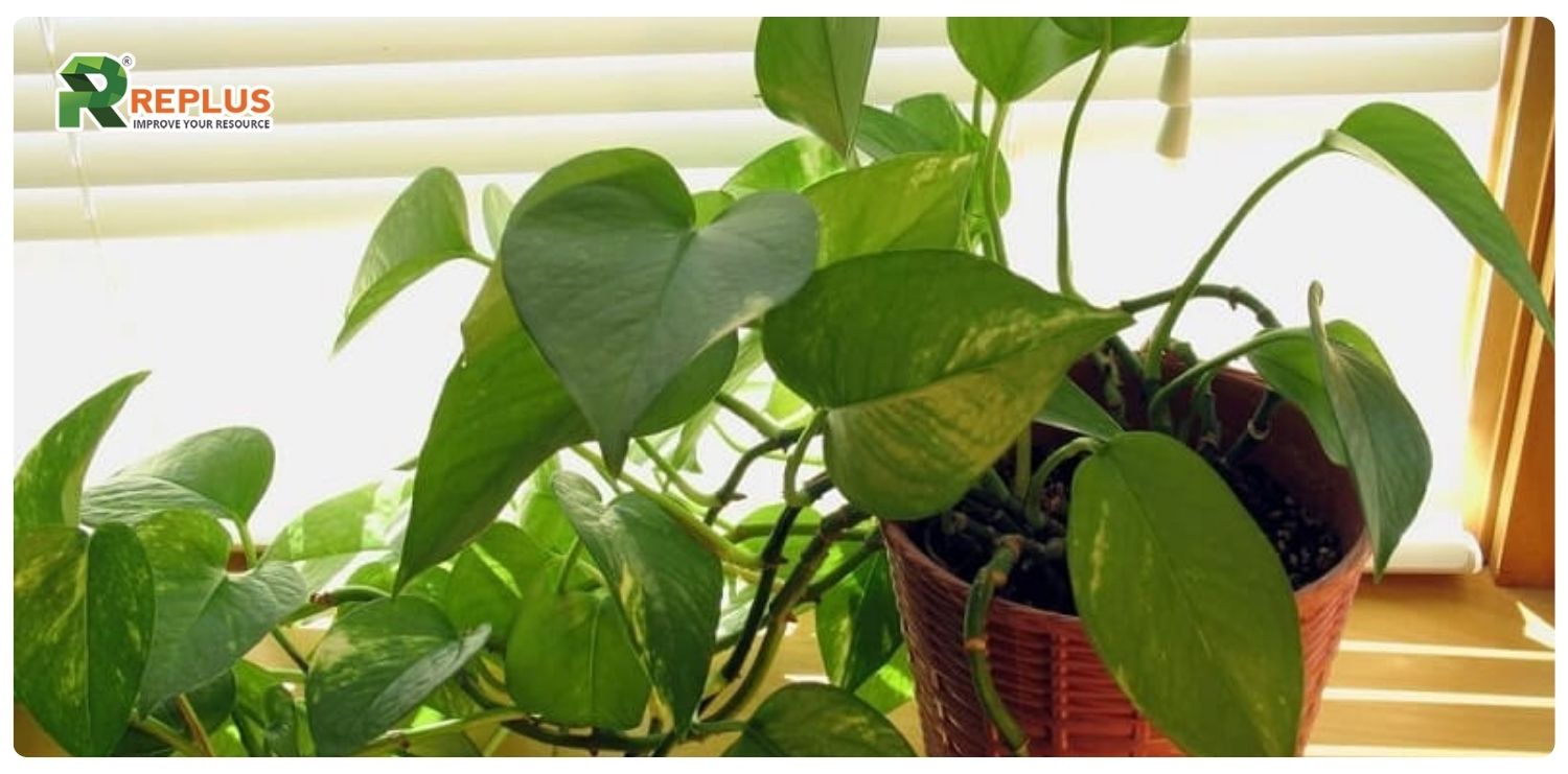 cây trầu bà hợp mệnh gì