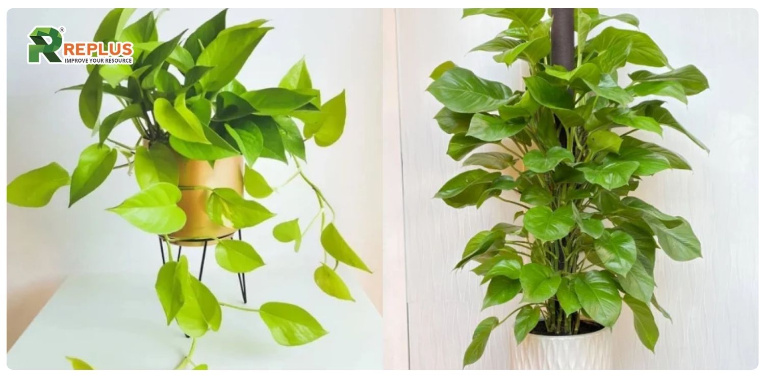 cây trầu bà hợp mệnh gì
