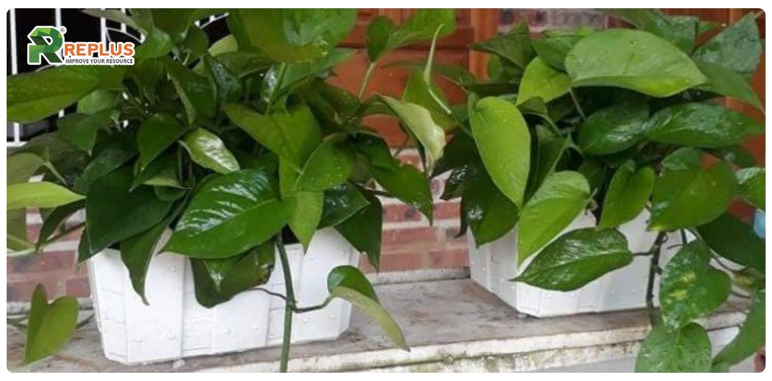 cây trầu bà hợp mệnh gì