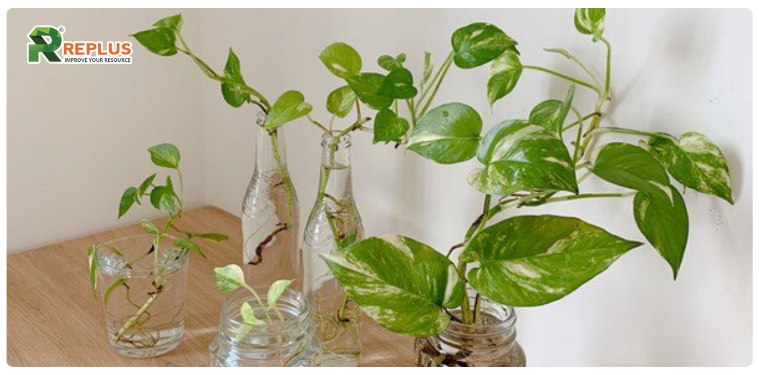 cây trầu bà hợp mệnh gì