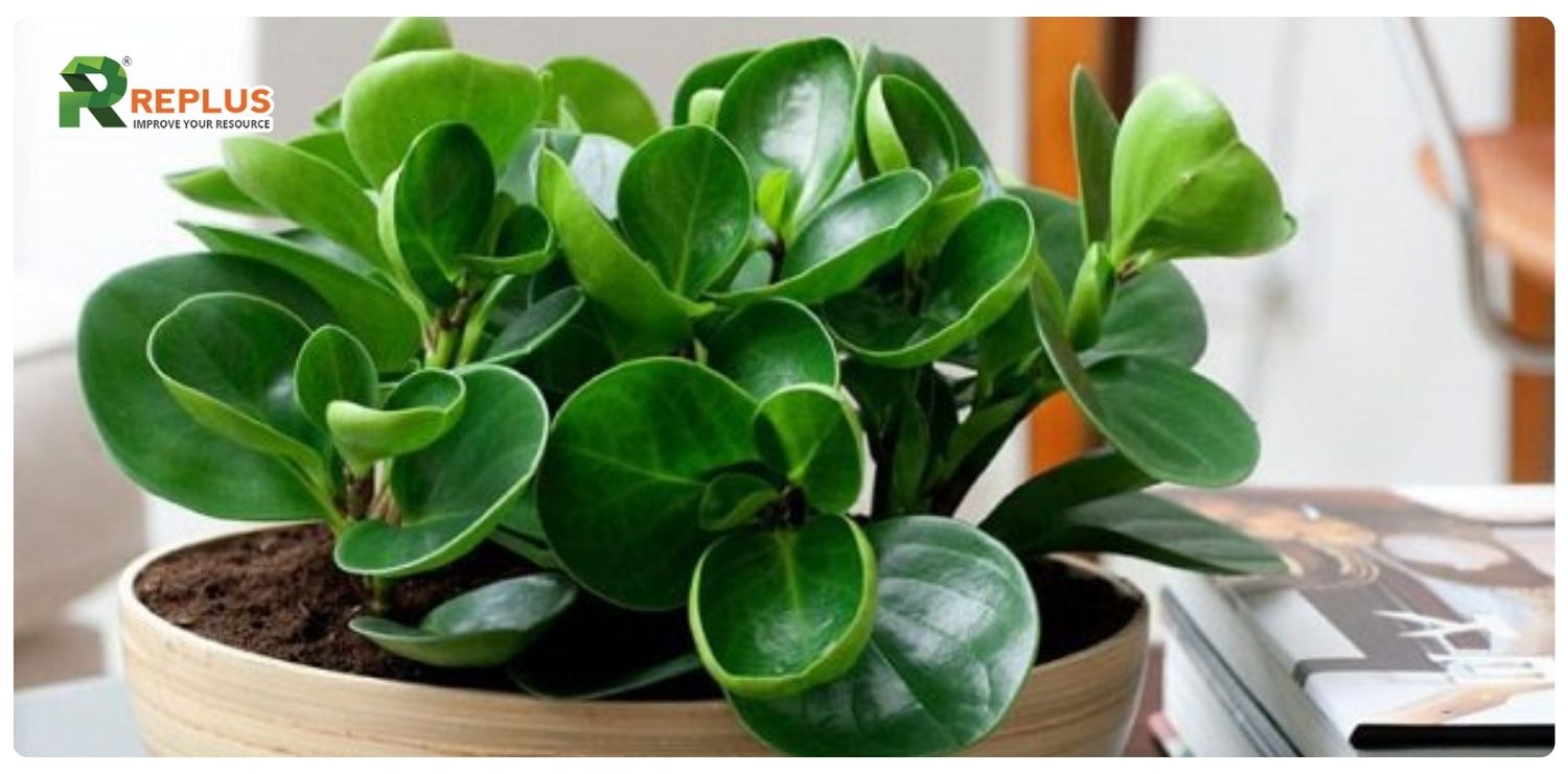Cây trường sinh hợp mệnh gì