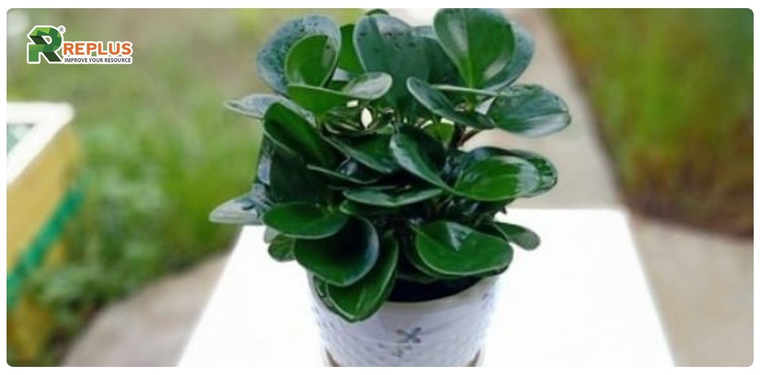 Cây trường sinh hợp mệnh gì