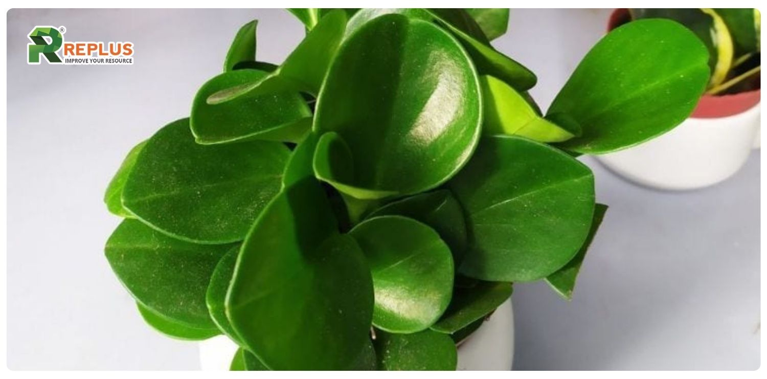 Cây trường sinh hợp mệnh gì