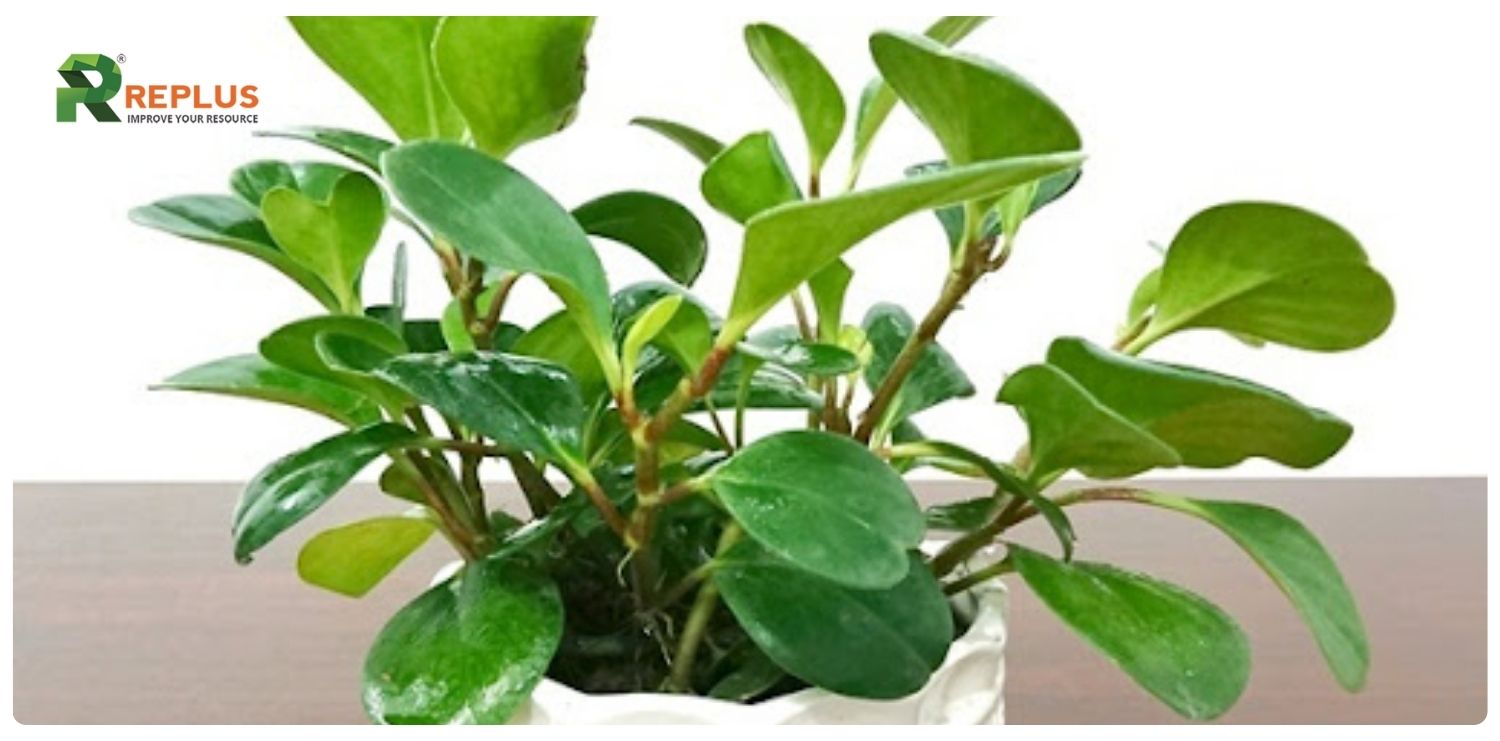 Cây trường sinh hợp mệnh gì