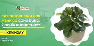 cây trường sinh hợp mệnh gì