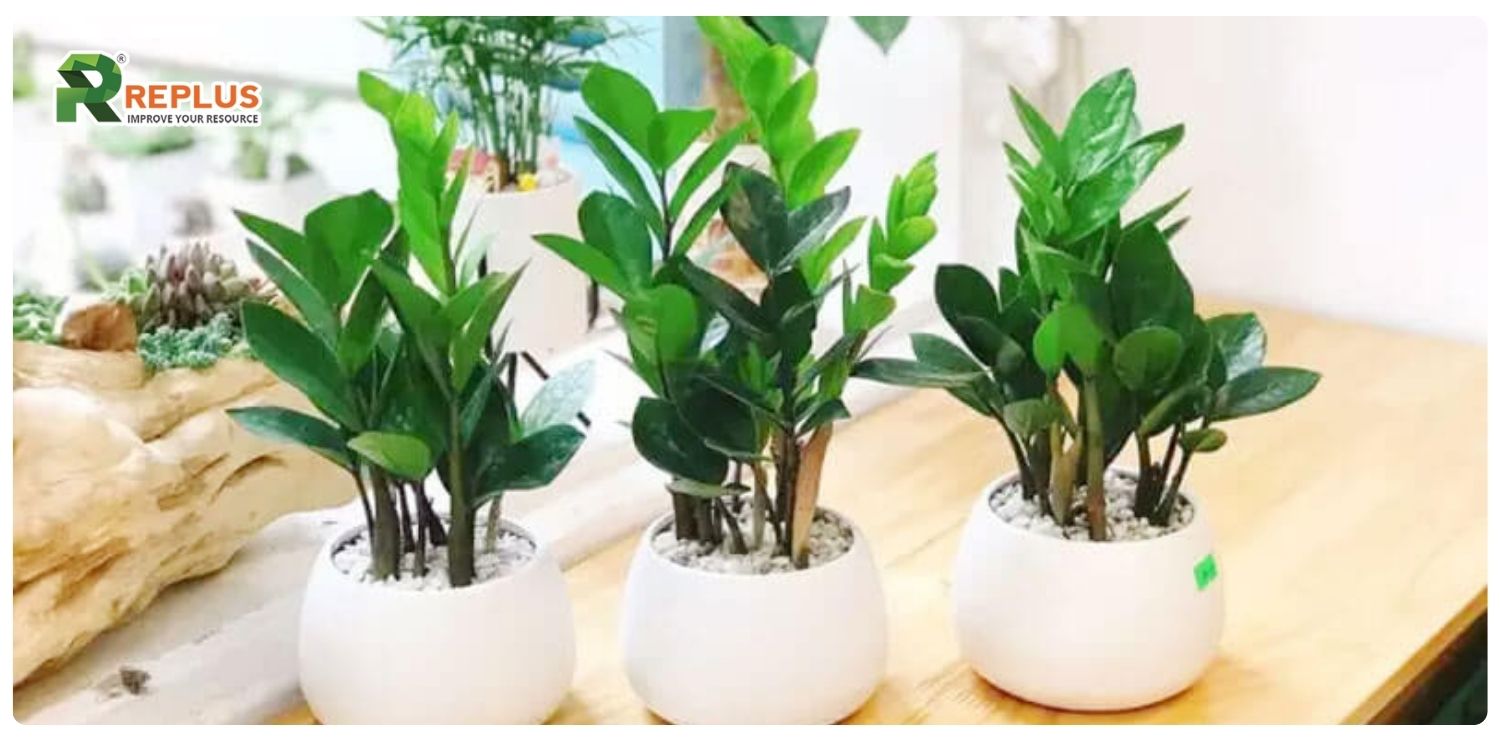 cây kim tiền hợp mệnh gì