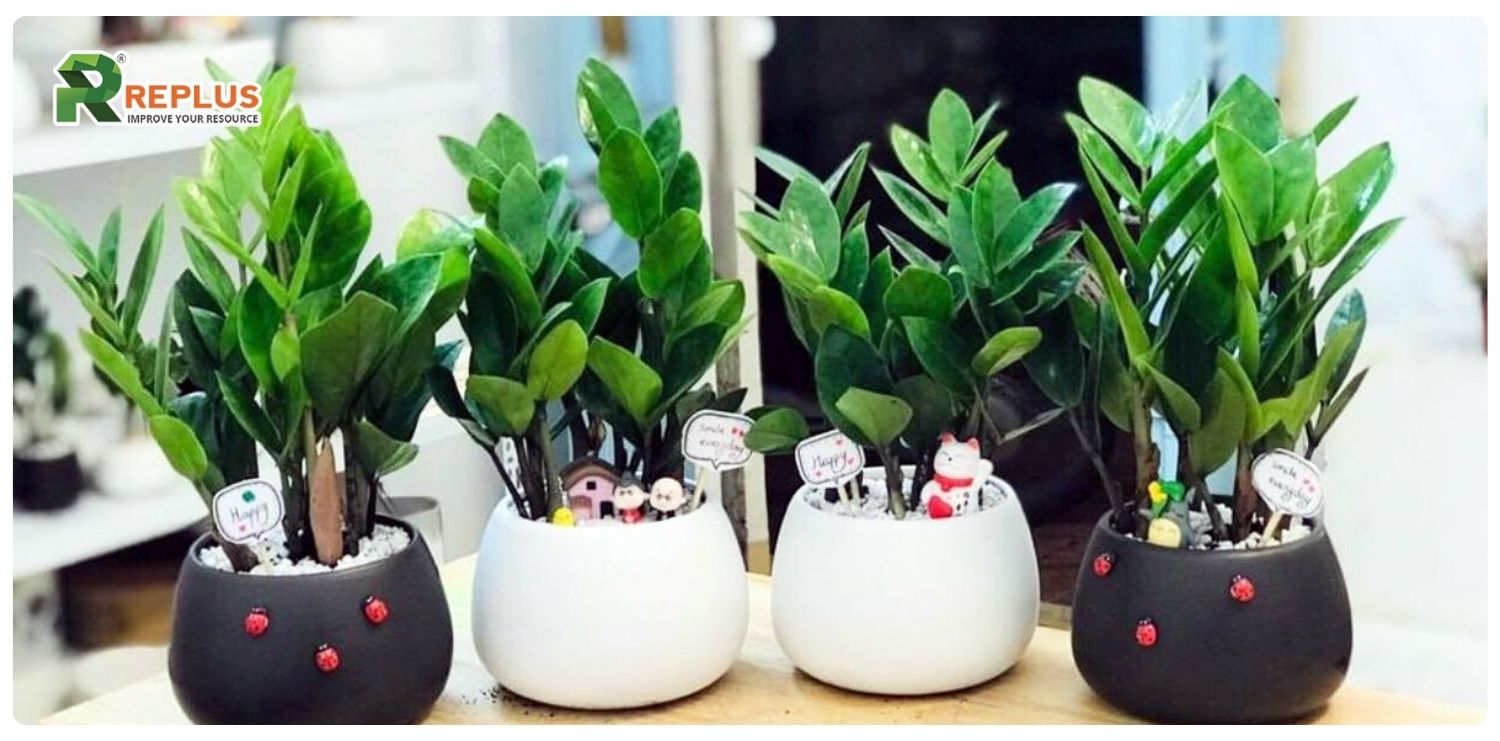cây kim tiền hợp mệnh gì