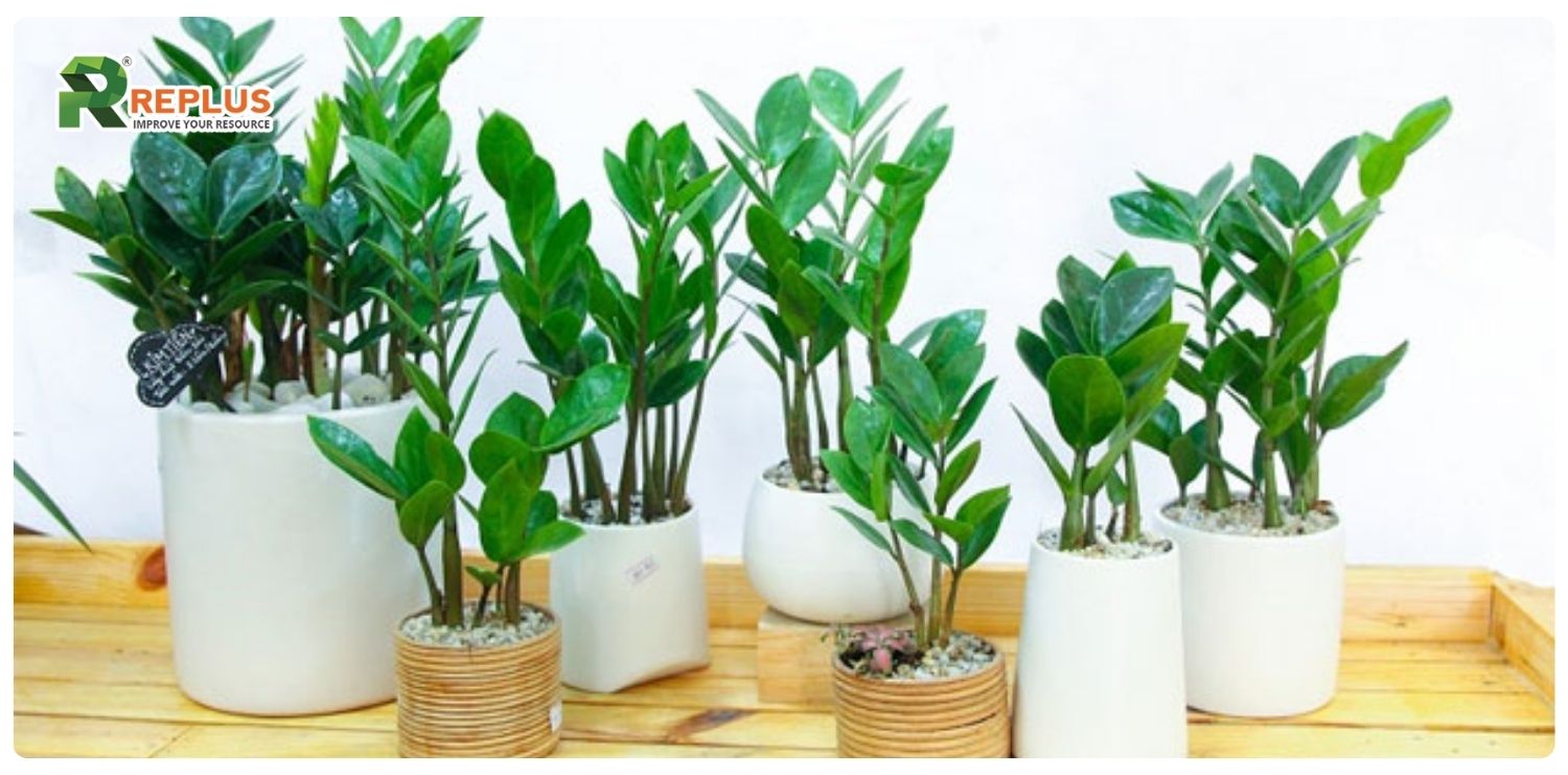 cây kim tiền hợp mệnh gì