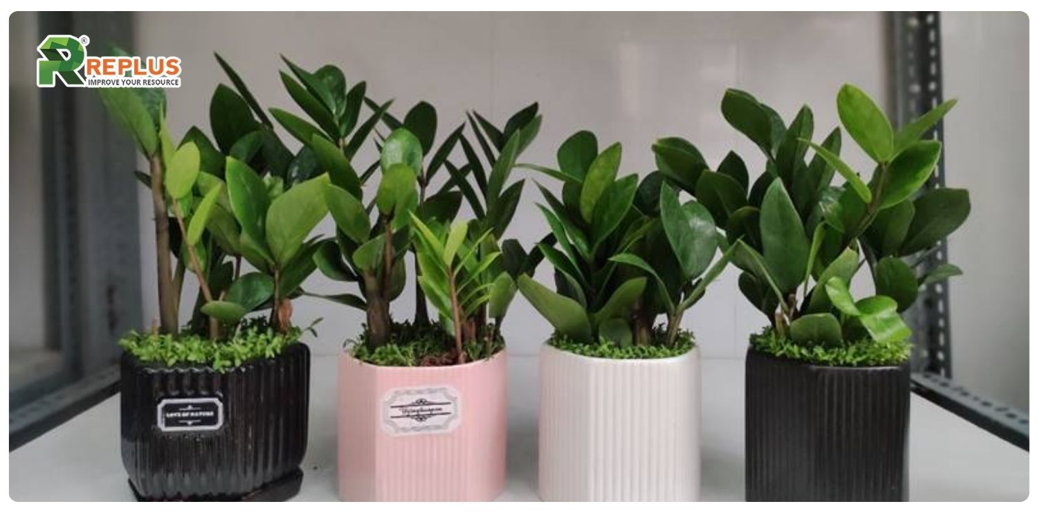 cây kim tiền hợp mệnh gì