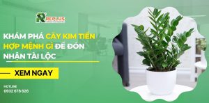 cây kim tiền hợp mệnh gì