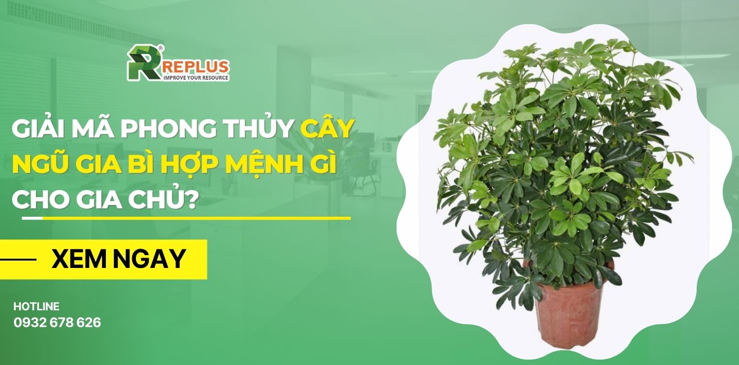 cây ngũ gia bì hợp mệnh gì