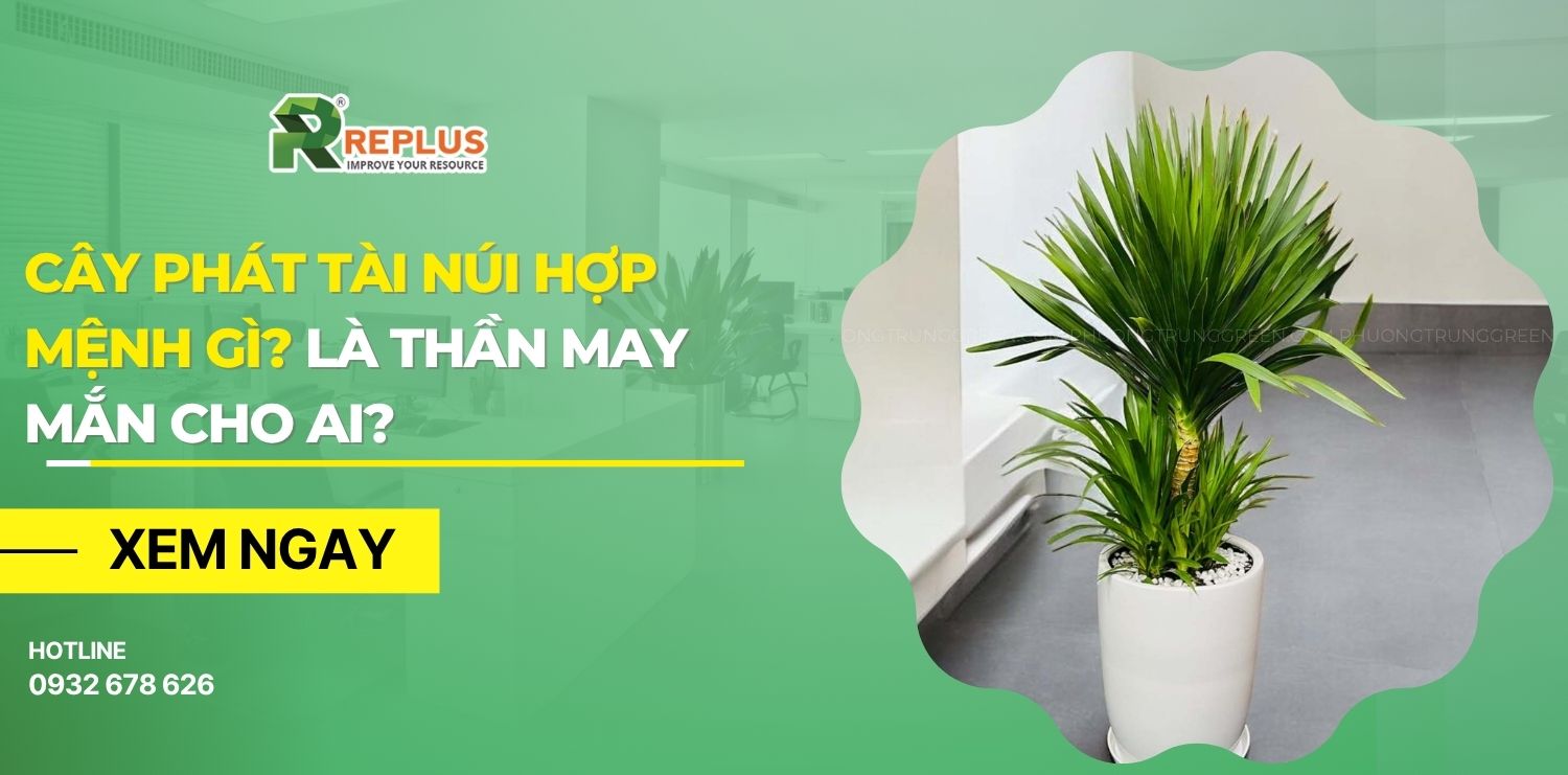 Cây phát tài núi hợp mệnh gì?