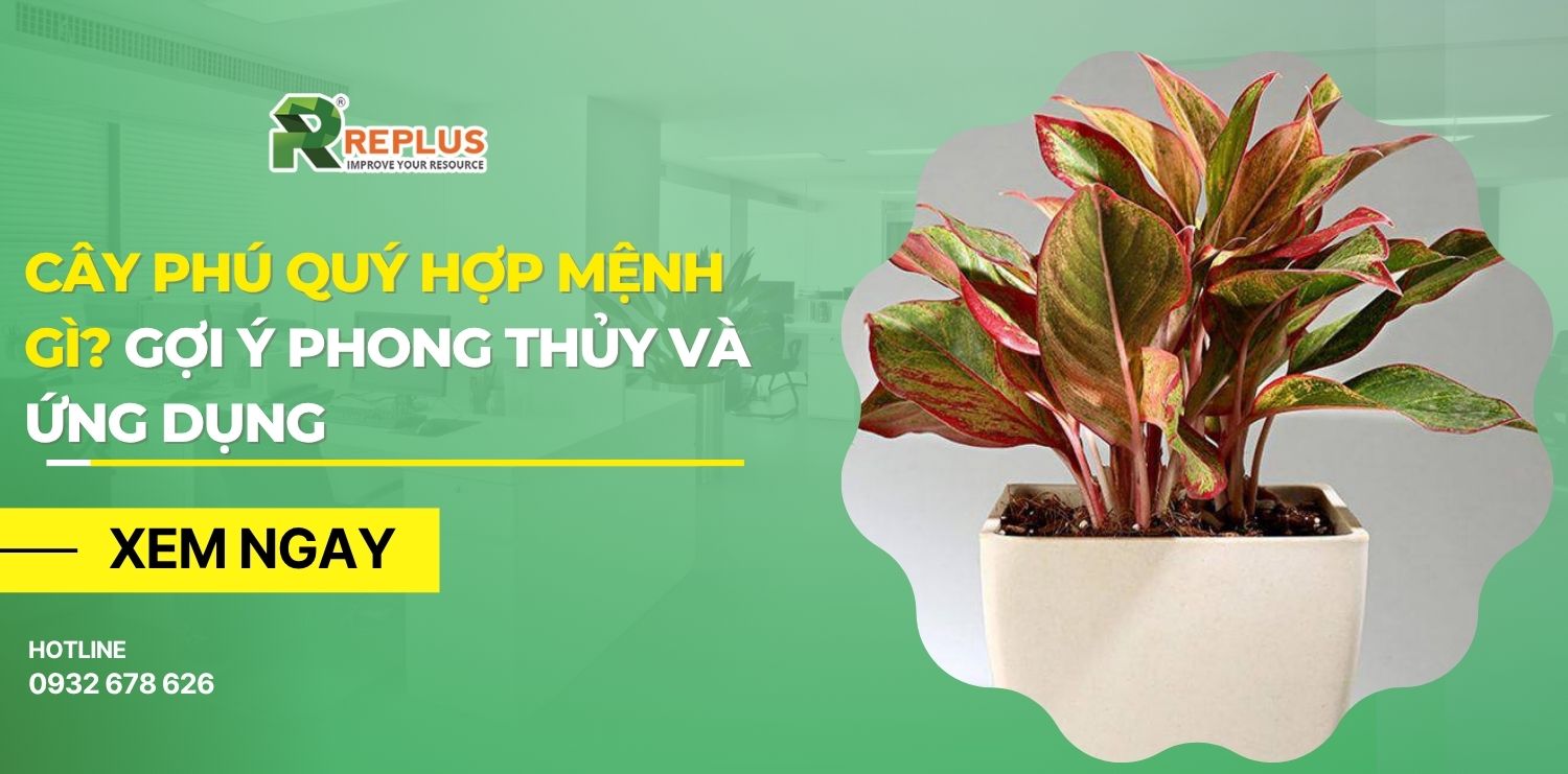 cây phú quý hợp mệnh gì