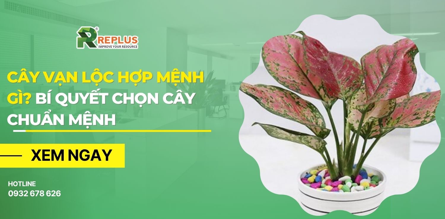 cây vạn lộc hợp mệnh gì