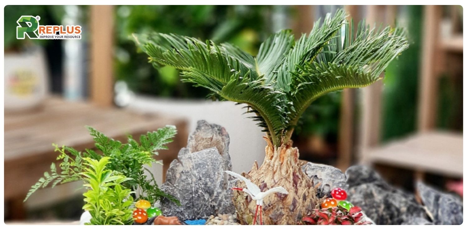 Cây vạn tuế hợp mệnh gì