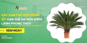 cây vạn tuế hợp mệnh gì