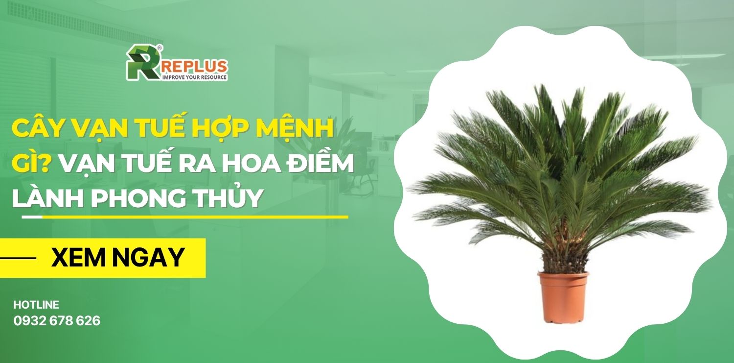 cây vạn tuế hợp mệnh gì