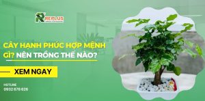 cây hạnh phúc hợp mệnh gì